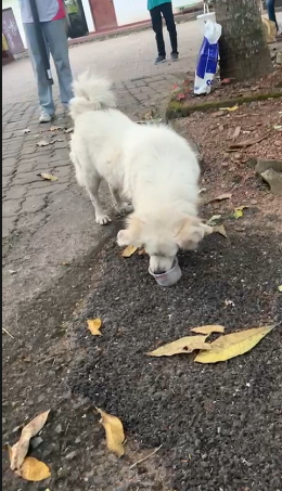 Volunteers feeding a dog